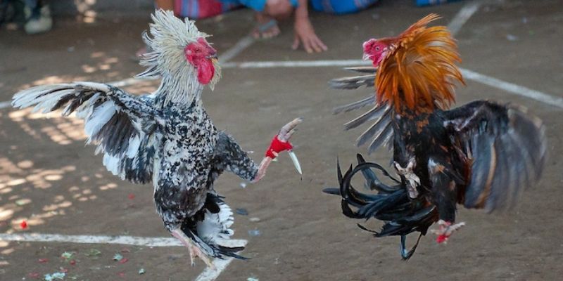 Hướng dẫn cách tham gia chơi đá gà tại nhà cái GA888