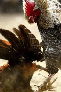 Đá gà 888b – Trò chơi kịch tính dành cho cược thủ đam mê tốc độ, chiến thuật