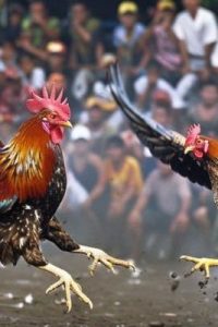 Đá gà Việt Nam: Cơ hội và thách thức trong bối cảnh hiện nay