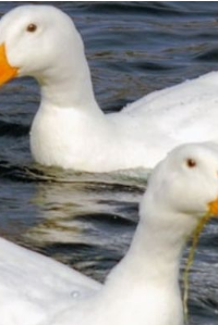 Giải mã giấc mơ thấy vịt đánh đề: Bí mật đằng sau những con số