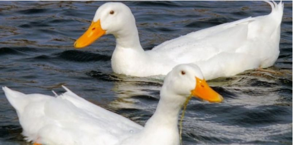 Mơ thấy vịt chết, vịt bị bắt Dấu hiệu cần chú ý trong cuộc sống